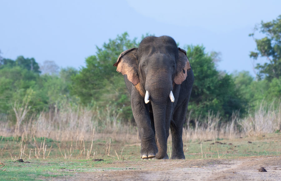 A-tusker-walking-along-a-dusty-road-at-Udawalawa-National-Park