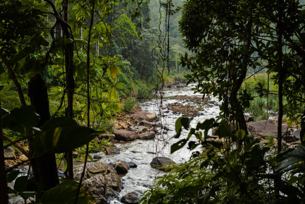 River in Sinharaja forest national park - Sri Lanka.