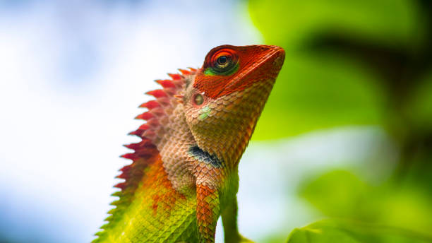 Colorful garden lizard close-up macro portraiture photo. Vivid bright colors on the changeable skin. Head lifted up posing for the camera, beautiful natural wildlife photograph. Soft bokeh background.