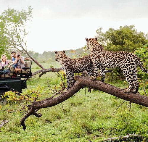 The Wild Sri Lanka & Southern Sands Escape